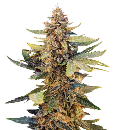 Guava Auto fem (FastBuds Seeds) семена конопли