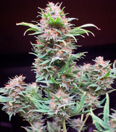 Wembley fem (Pyramid Seeds) семена конопли