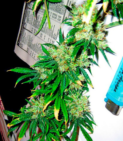 Arjan's Haze #2 fem семена конопли