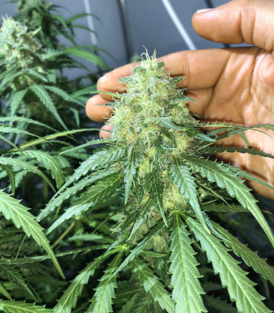 Auto New York City fem (Pyramid Seeds) семена конопли