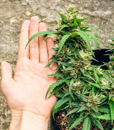 Auto CBG-Force fem (Dutch Passion) семена конопли