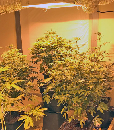 Bcn Sour Diesel fem семена конопли