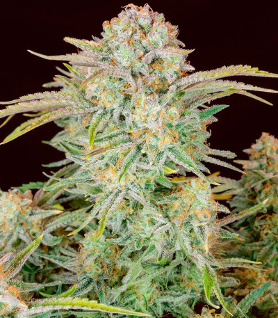 Bruce Banner Auto fem семена конопли