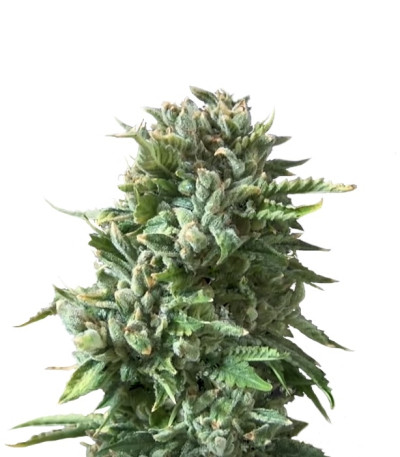 Bubba Kush fem (Dinafem Seeds) семена конопли