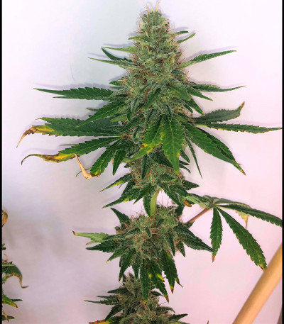 Bubba Slush fem (Green House Seeds) семена конопли