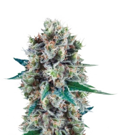 Bubble Kush Automatic fem (Royal Queen Seeds) семена конопли
