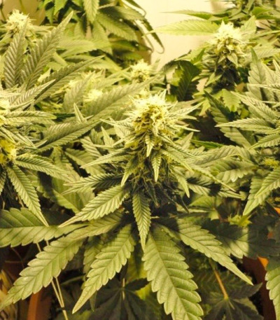 Caramelo fem (Delicious Seeds) семена конопли