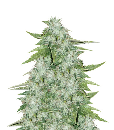 CBD Auto 20:1 fem (FastBuds) семена конопли