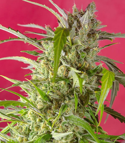 Crystal Candy Auto fem (Sweet Seeds) семена конопли