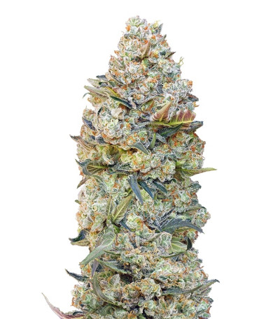 Chocolate Skunk fem (00 Seeds) семена конопли