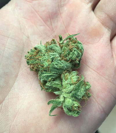 Cold Thunder fem (Sumo Seeds) семена конопли