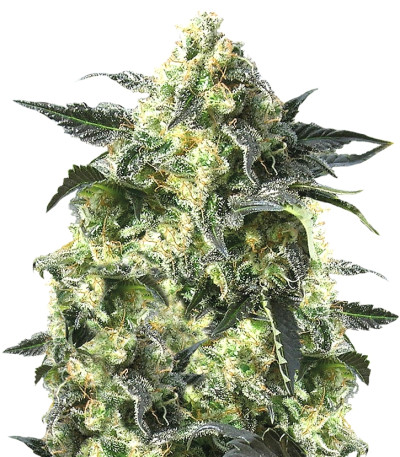 Crimea Blue fem семена конопли