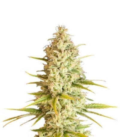 Critical VIP fem (VIP seeds) семена конопли