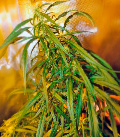 Dr. Grinspoon fem семена конопли