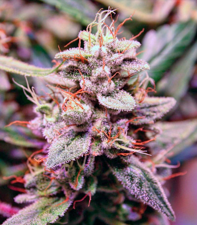 Dutch Kush fem (Paradise Seeds) семена конопли