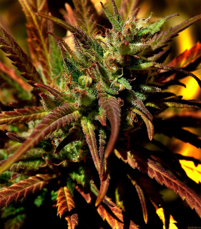 High Level fem семена конопли