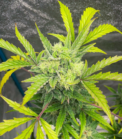 Jealousy Z XL Auto fem (Sweet Seeds) семена конопли
