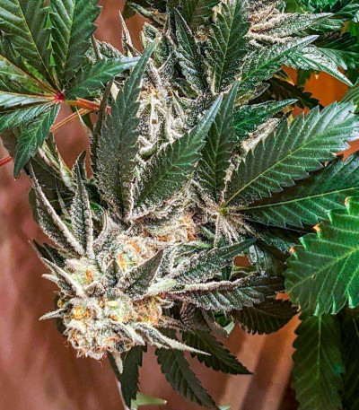 Jungle Lava fem (Original Sensible Seeds) семена конопли