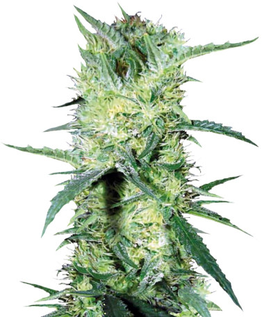 K 2 fem семена конопли