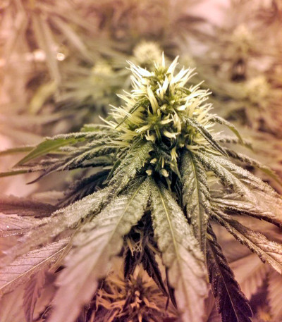 Lithium OG Kush fem (Nirvana Seeds) семена конопли