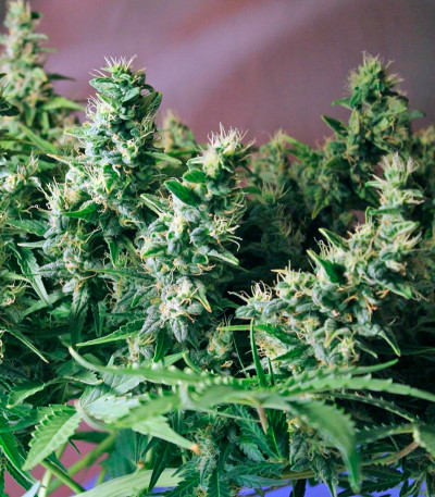 Lowryder 2 auto fem сорт каннабиса 