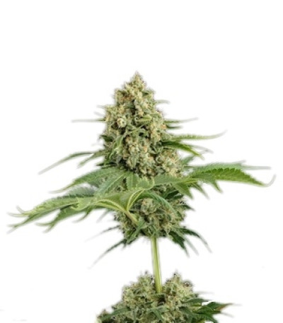 Moby Dick fem (Dinafem Seeds) семена конопли