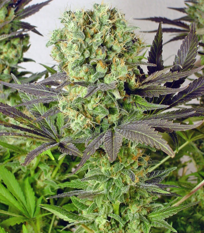 Motavation fem (Serious Seeds) семена конопли