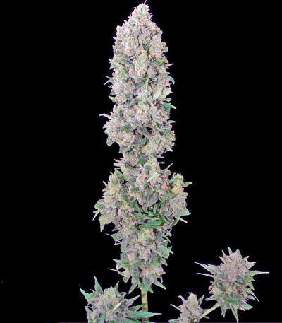 Семена марихуаны NYC Diesel Auto