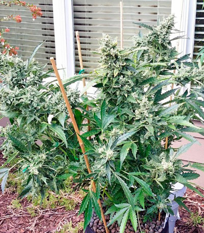 Sour Diesel Auto fem (Humboldt Seeds) семена конопли