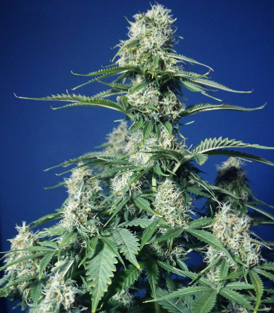 Sweet Cherry Pie (Sweet Seeds) семена конопли