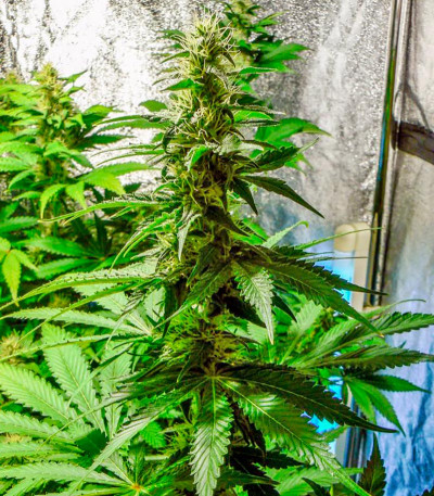 Thai Fantasy Max Auto fem семена конопли