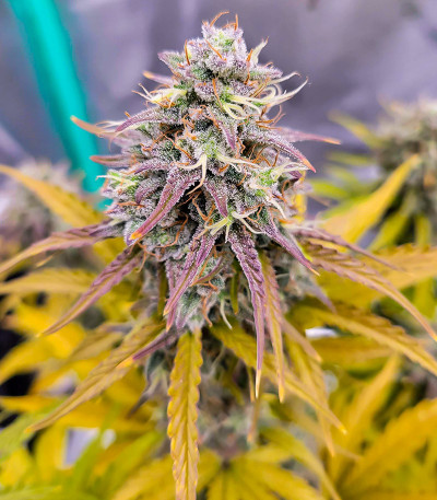 Amnesia Zkittlez Auto fem (FastBuds) семена конопли