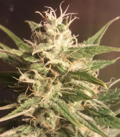Auto Bubble fem (Female Seeds) семена конопли
