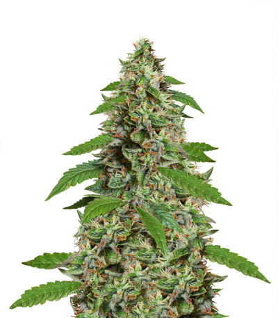 Auto Critical Orange Punch fem (Dutch Passion) семена конопли