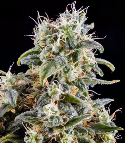 Himalaya Gold fem (Green House Seeds) семена конопли
