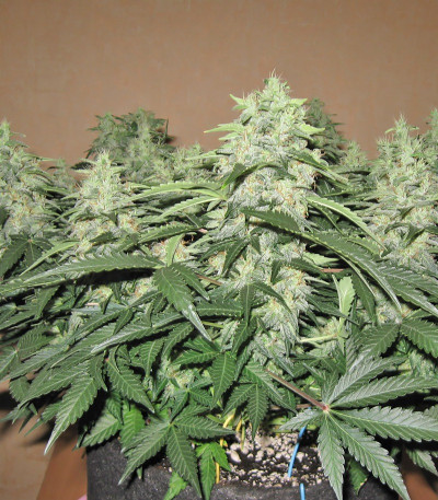 Ogre Auto fem (Doctor’s Choice) семена конопли