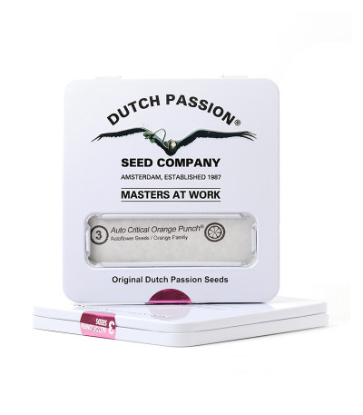 Auto Critical Orange Punch fem (Dutch Passion) семена конопли