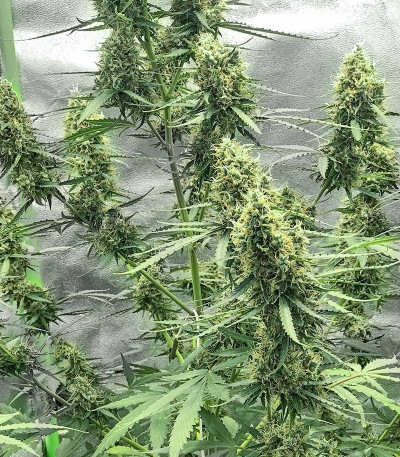 Ak Skunk Auto fem (Kalashnikov Seeds) семена конопли