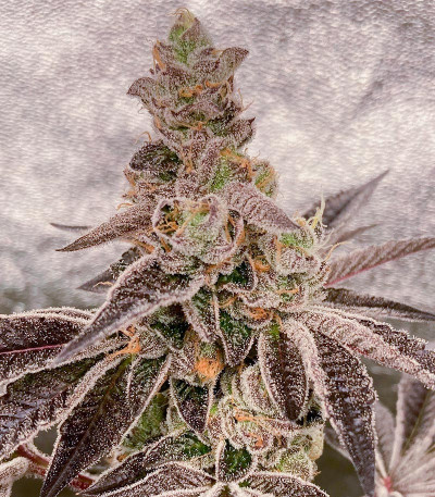 Animorph Mints fem (Compound Genetics) семена конопли