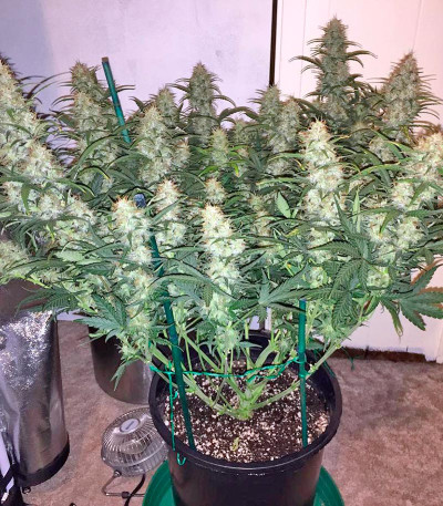Auto Chocolate Skunk fem (00 Seeds) семена конопли
