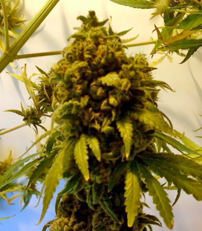 Big Band fem семена конопли