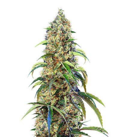 семена сорта Black Jack CBD шишки