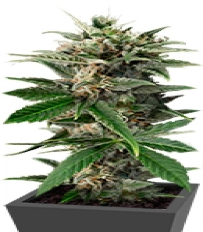 Купить семена марихуаны Blue Amnesia XXL Autoflowering мини