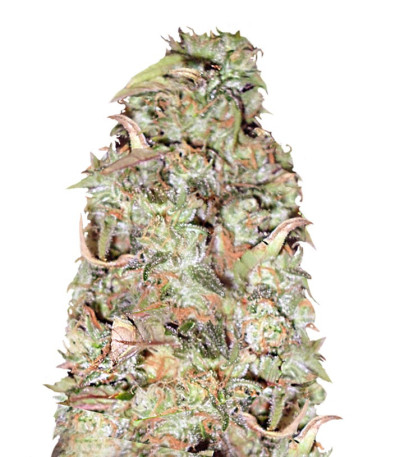 Buzz Light Gear fem (Dr. Krippling Seeds) семена конопли