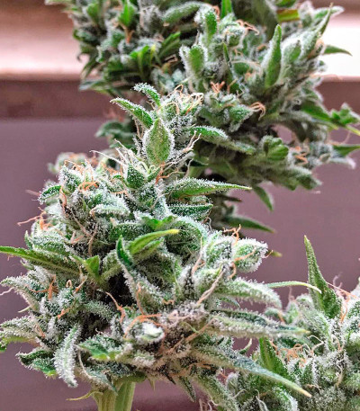 Семена каннабиса Cheese Autoflowering