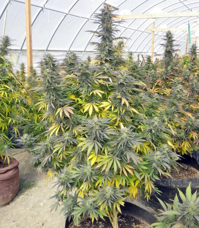 Chemdawg reg (Humboldt Seeds) семена конопли