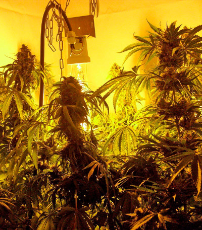 Chronic reg (Serious Seeds) семена конопли