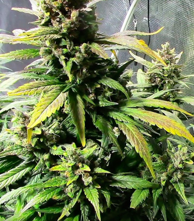 Dizzy Lights Auto fem (Dr. Krippling Seeds) семена конопли