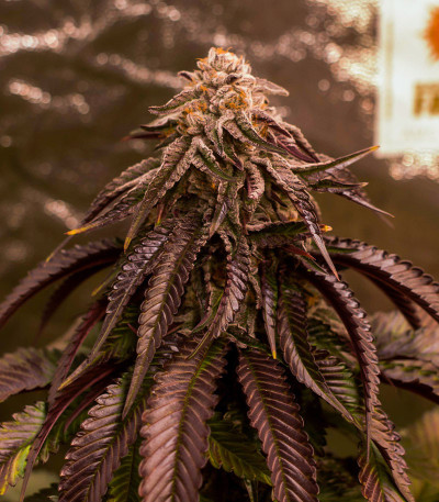 Dozywelly OG fem (AlphaFem Seeds) семена конопли