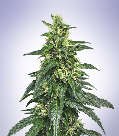 Hypnotic fem (Anaconda Seeds) семена конопли